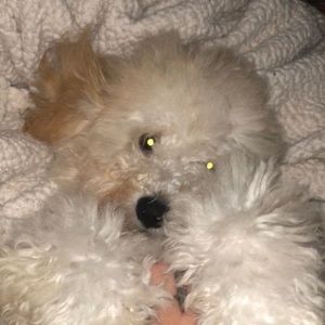 Meet your Posher, Oliver